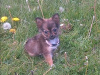 Teacup Chihuahua 17 weeks old 5